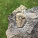 Conocoryphe cirina